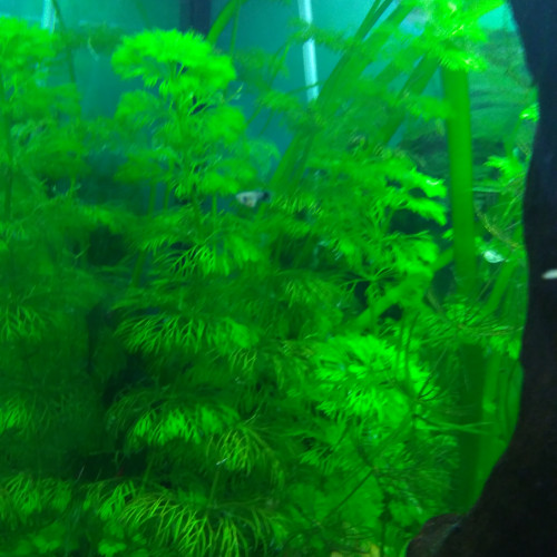 limnophila sessiflora