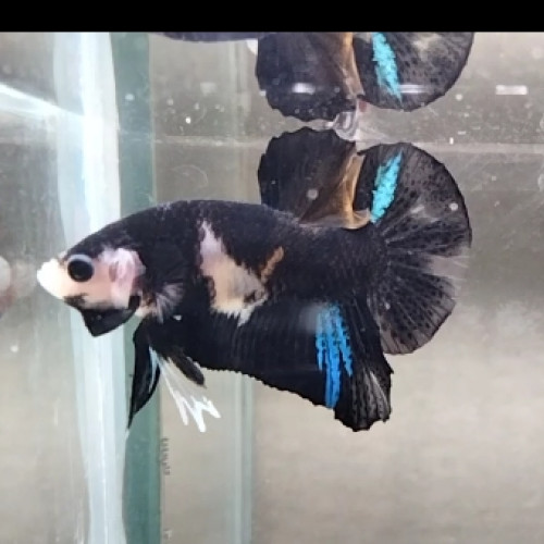 Betta Plakat combattant black koï - 4,5 mois