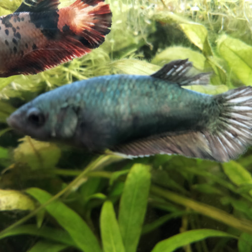 betta Plakat femelle copper 5 mois "show betta"