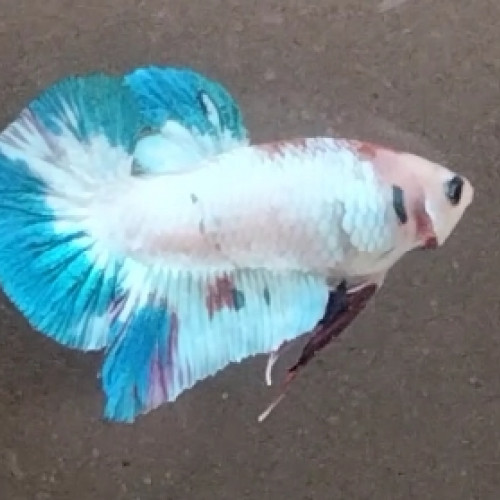 Betta combattant plakat mâle marble fancy 4,5 mois