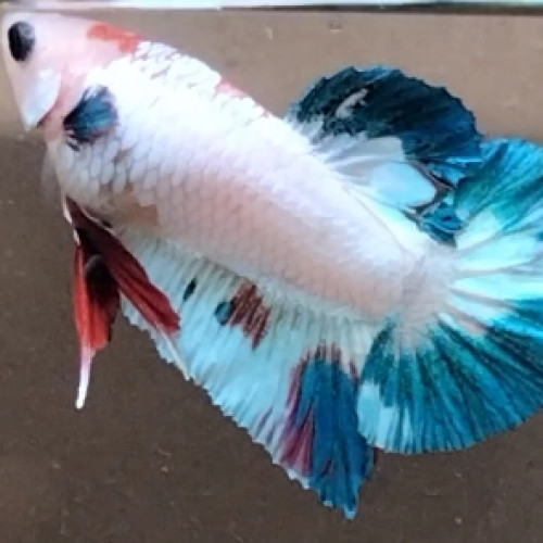 Betta combattant plakat mâle marble fancy 4,5 mois