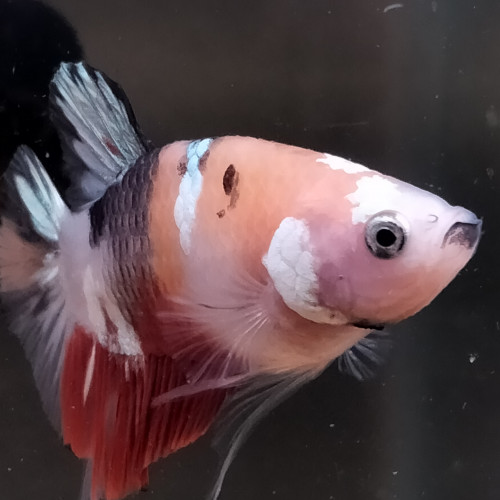 Betta combattant mâle nemo variation copper