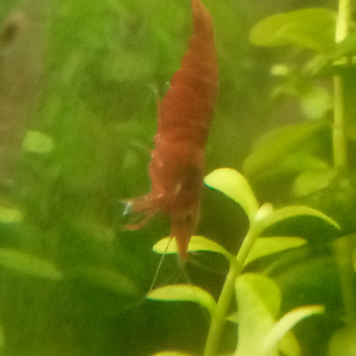 Crevettes Sakura red