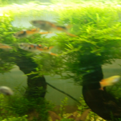 Guppy endler mâles