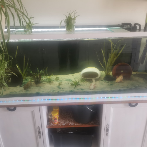 Aquarium 360 L pour axolotl