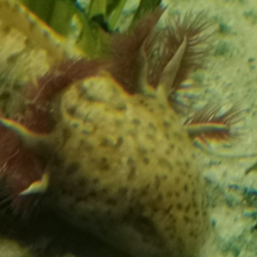 Aquarium 360 L pour axolotl