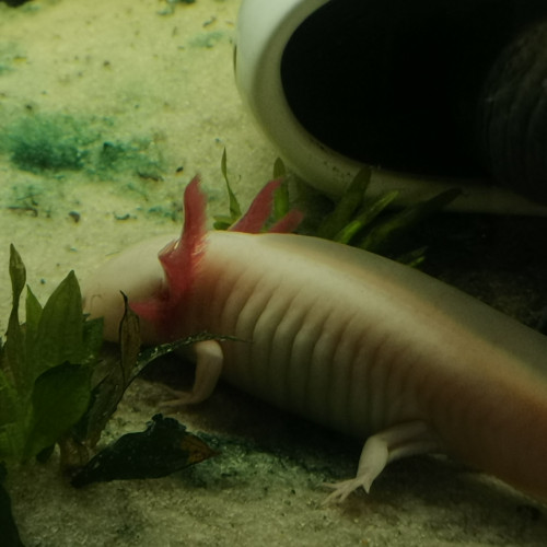 Aquarium 360 L pour axolotl