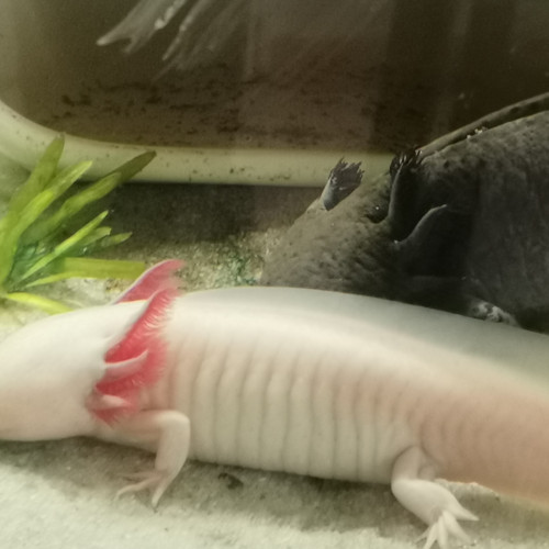 Aquarium 360 L pour axolotl