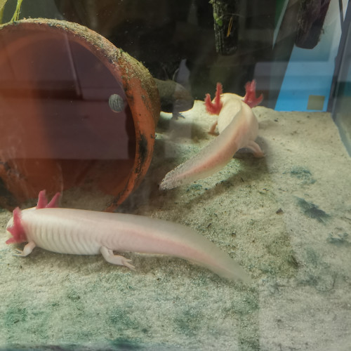 Aquarium 360 L pour axolotl