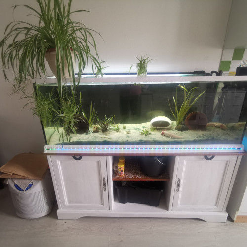 Aquarium 360 L pour axolotl