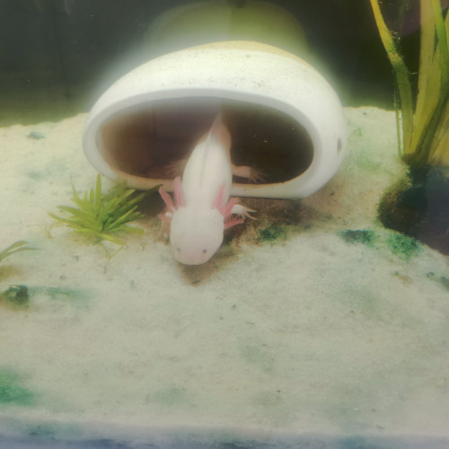 Aquarium 360 L pour axolotl