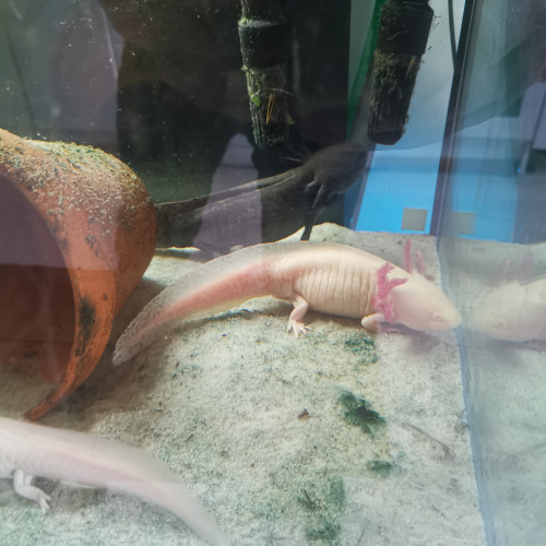 Aquarium 360 L pour axolotl