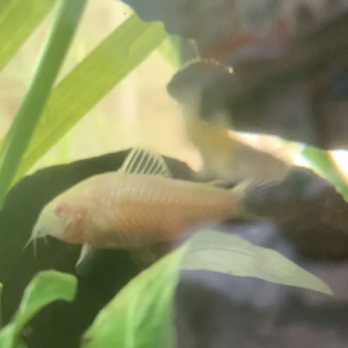 Echange / vente Alvins Corydoras aeneus albinos