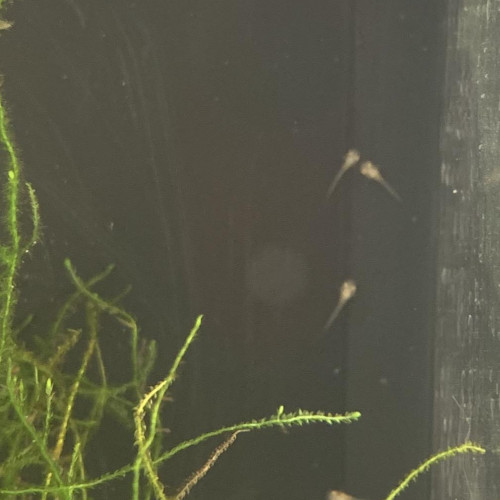 Echange / vente Alvins Corydoras aeneus albinos