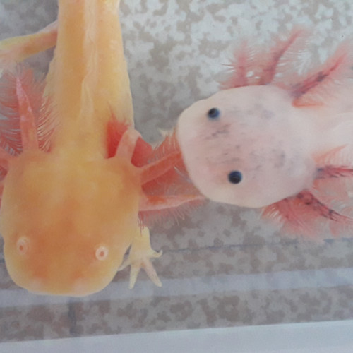 Axolotls leucistiques et gold