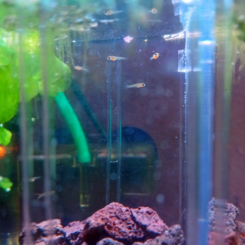 Bébés Guppy endler pure souche