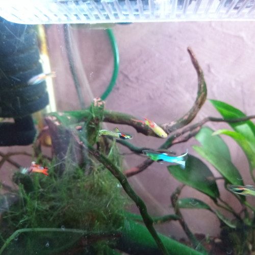 Bébés Guppy endler pure souche