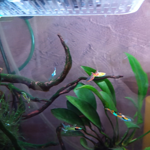 Bébés Guppy endler pure souche