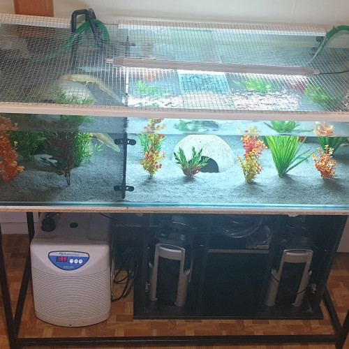 Aquarium 350 litres avec axolotls.