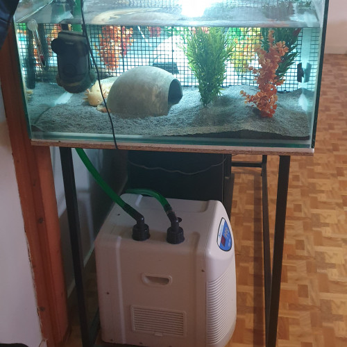 Aquarium 350 litres avec axolotls.