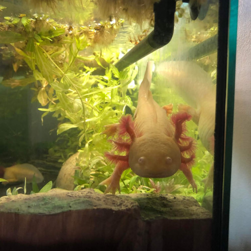 Axolotls adultes