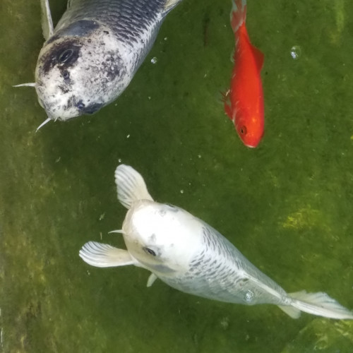 2 CARPES KOÏ