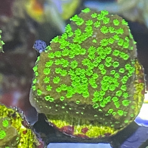 Montipora australensis