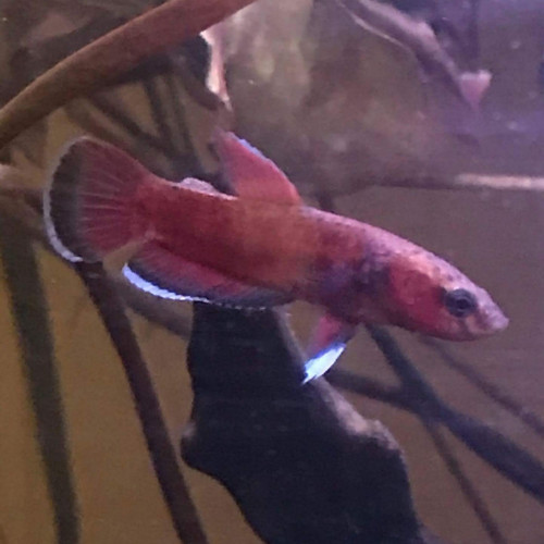 Betta Channoides (souche maintenue depuis 2008)