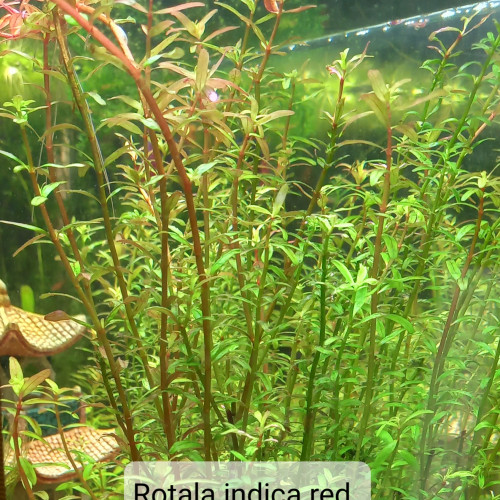 Rotala indica red à vendre