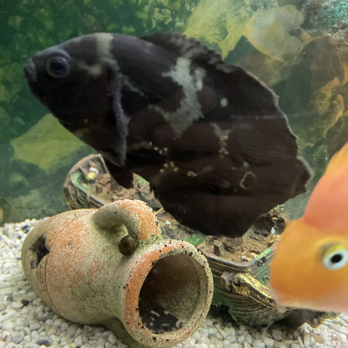 Vente Astronotus