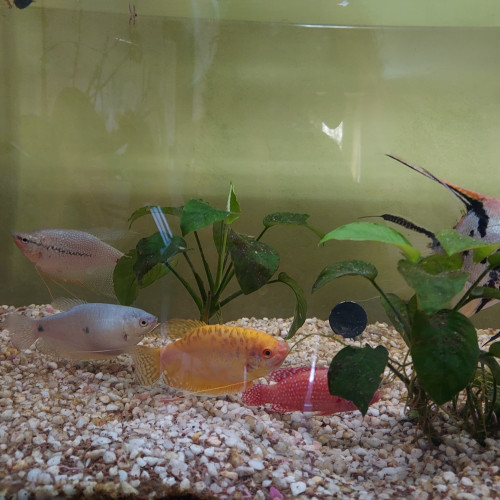 3 gouramis