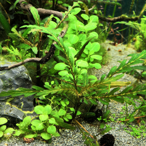 Hygrophila Pinnatifida