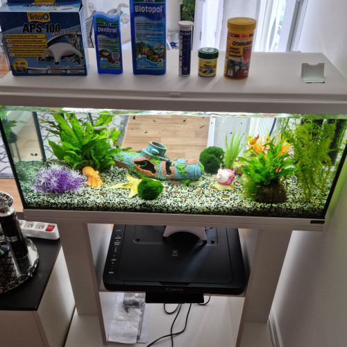 Aquarium complet bien entretenu avec plusieurs poissons