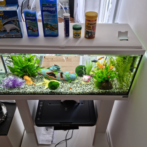 Aquarium complet bien entretenu avec plusieurs poissons