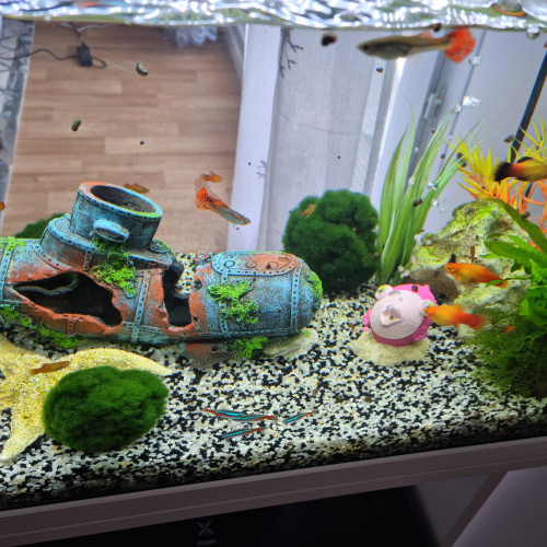 Aquarium complet bien entretenu avec plusieurs poissons