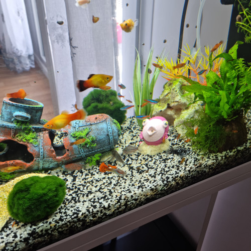Aquarium complet bien entretenu avec plusieurs poissons