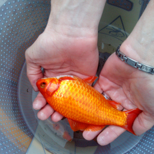 Poisson rouge