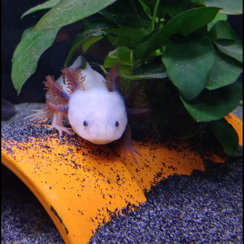 Acheter femelle axolotls adulte 2 ans