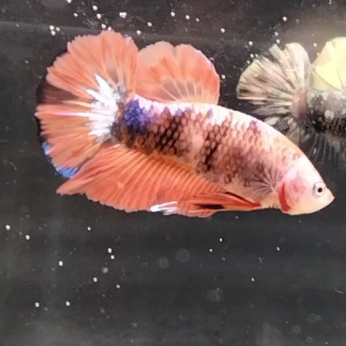 Betta plakat mâle orange fancy 4,5 mois