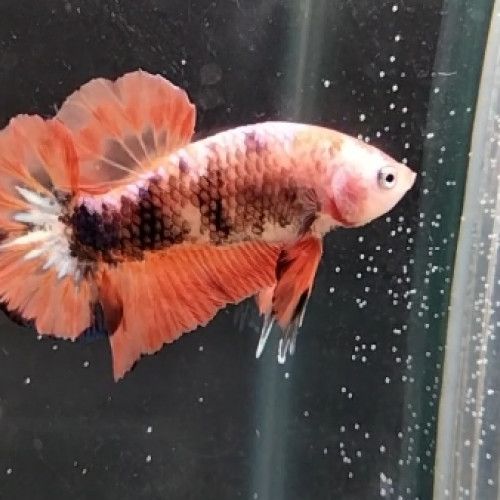 Betta plakat mâle orange fancy 4,5 mois