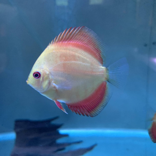 Jeunes discus rafflésia x red melon 6-7 cm