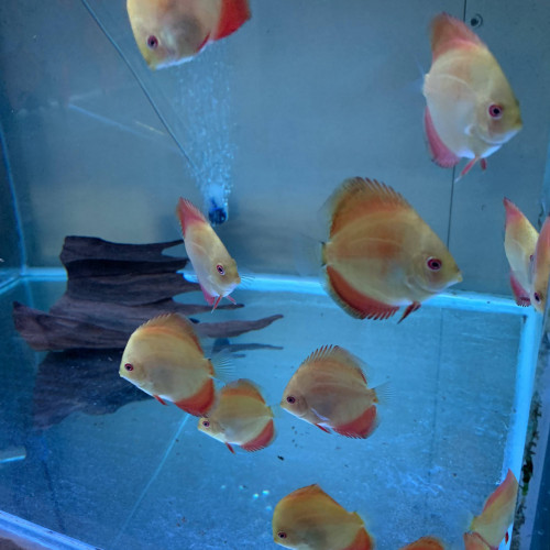 Jeunes discus rafflésia x red melon 6-7 cm