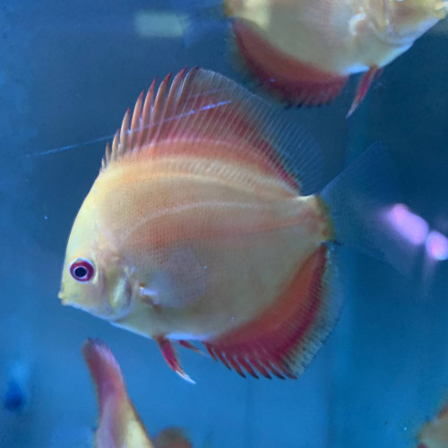 Jeunes discus rafflésia x red melon 6-7 cm
