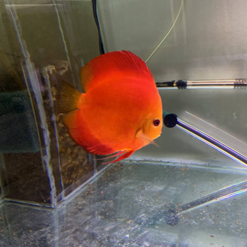 Jeunes discus rafflésia x red melon 6-7 cm