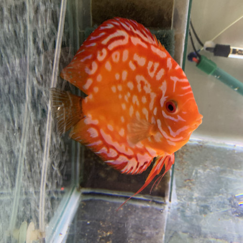 Jeunes discus rafflésia x red melon 6-7 cm