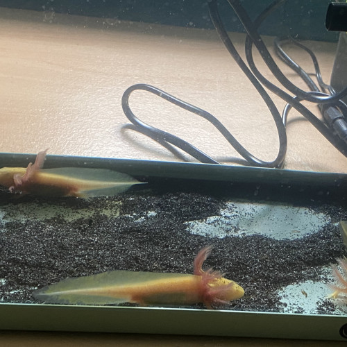 Vente d’axolotl