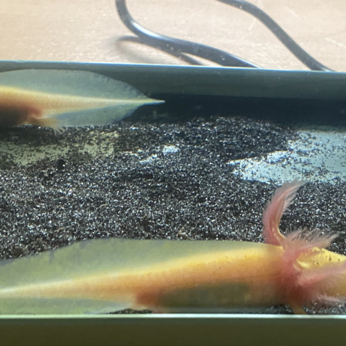 Vente d’axolotl