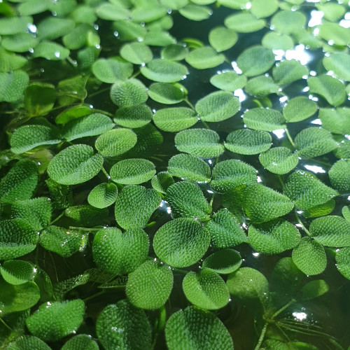 Salvinia auriculata