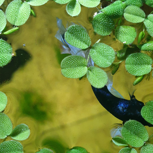 Salvinia auriculata