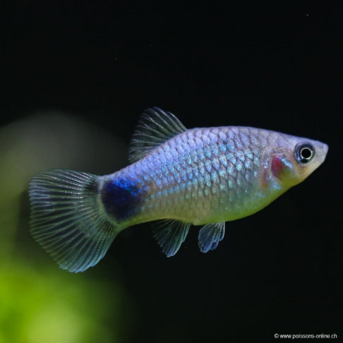 Alevins Platys Mikey Blue